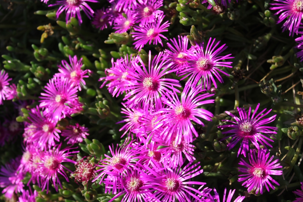 Love from Lampranthus