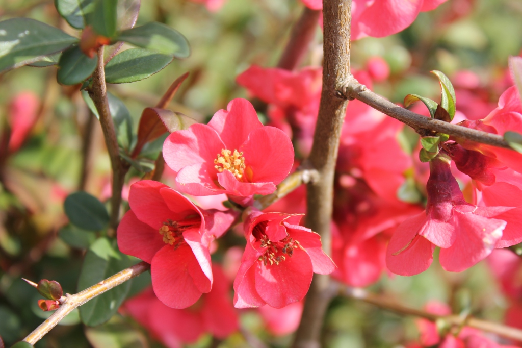 Flowering Quince or Japonica makes quite an impact…