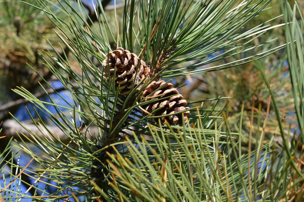 Spring Flower Essences – Starting with a different kind of Flower, Pine cones